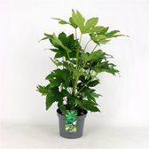 Fatsia japonica C5 cm