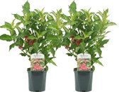 Plant in a Box - Weigela Red Prince - Set van 2 - pot 17cm - hoogte 25-40cm - struik