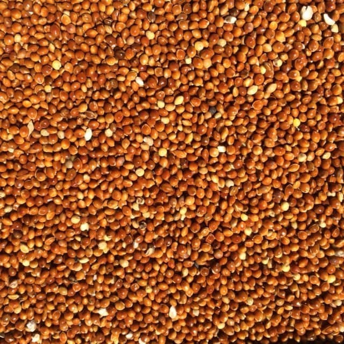 Vogelzaad millet rood – voeding voor vogels - Millet rood - 1 kilo - Overige zaden - Vogelzaad - Vogelvoer - Enkelvoudige vogelzaden