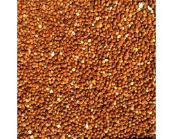 Vogelzaad millet rood – voeding voor vogels - Millet rood - 1 kilo - Overige zaden - Vogelzaad - Vogelvoer - Enkelvoudige vogelzaden