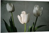 Acrylglas - Witte Tulpen Op Lange Stengels voor Grijze Achtergrond - Bloemen - 120x80 cm Foto op Acrylglas (Met Ophangsysteem)