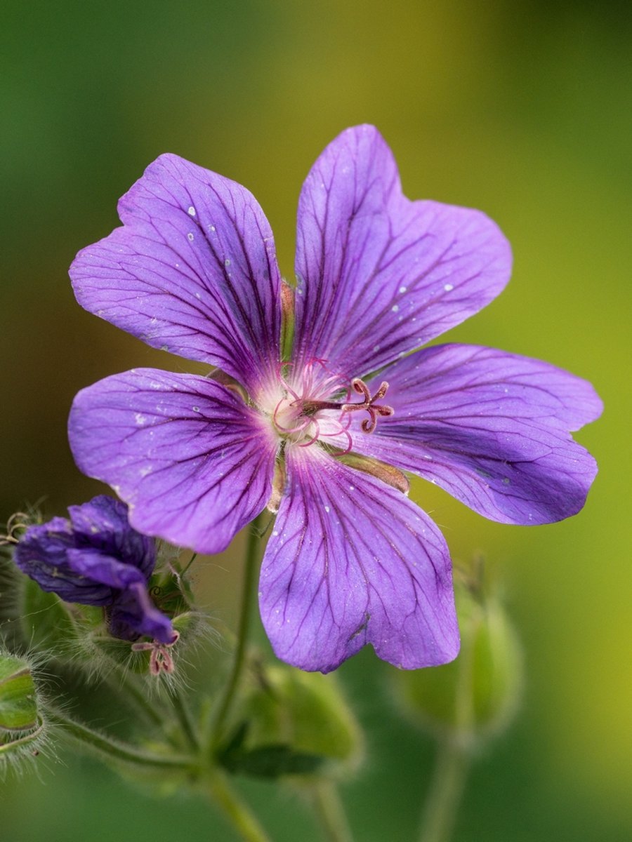 6x Ooievaarsbek 'Geranium himalayense' - BULBi® Bloembollen met bloeigarantie