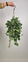 Scindapsus pictus Silvery Ann ' Drakenklimop' - hangplant voor binnen - potmaat 15 cm - ranklengte 25cm - Plants By Suus