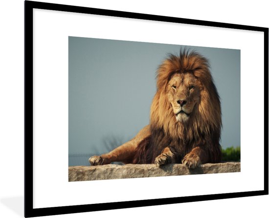 Lion couché 90x60 cm