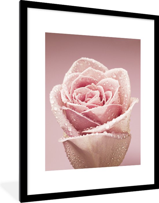 Photo encadrée - Gouttes de rosée sur un seul cadre photo rose rose 60x80 cm - Affiche encadrée (Décoration murale salon / chambre)