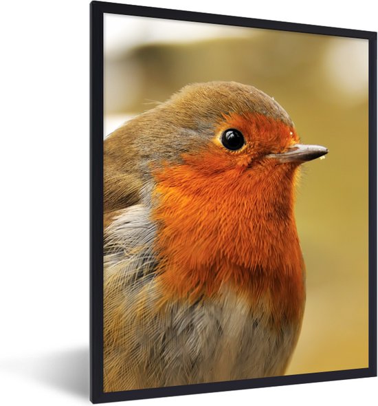 Affiche avec cadre Vogel - Robin - Portrait - 30x40 cm
