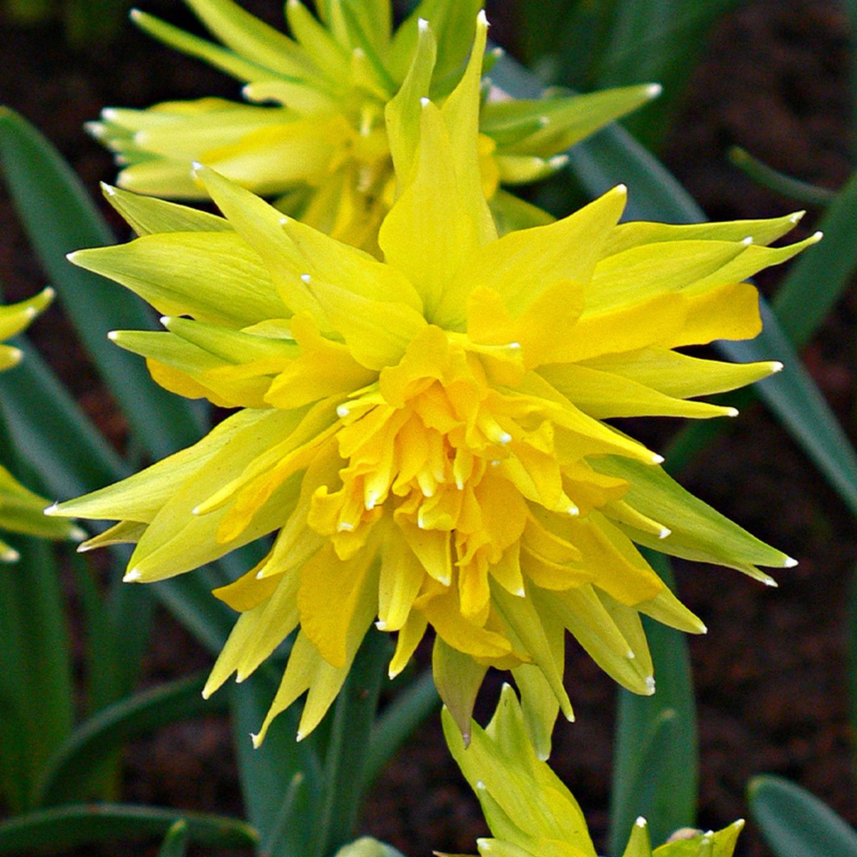 Narcis Rip van Winkle | 10 stuks | Dubbel | Geel | Narcissenbollen
