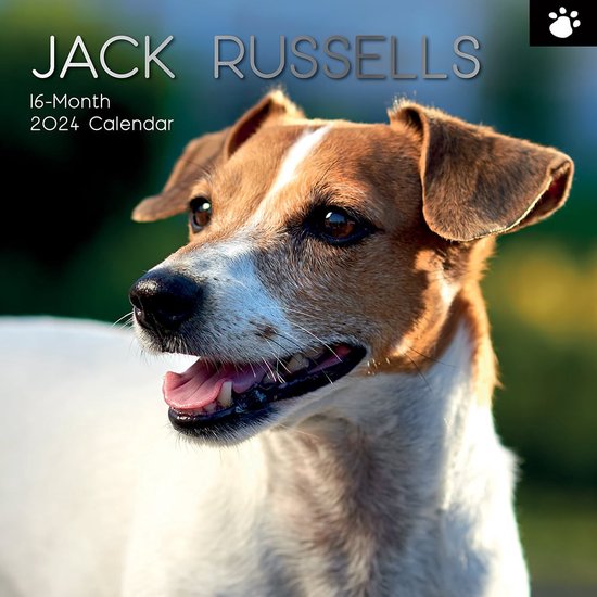 Jack Russell Terrier Kalender 2024