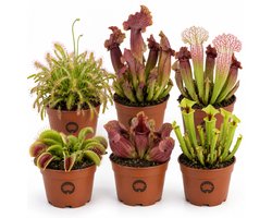 vdvelde.com - Set van 6 vleesetende planten - Vliegenval, Sarracenia & Zonnedauw - Ø 9 cm, hoogte ca. 15 cm - Vleesetende kamerplanten tegen insecten