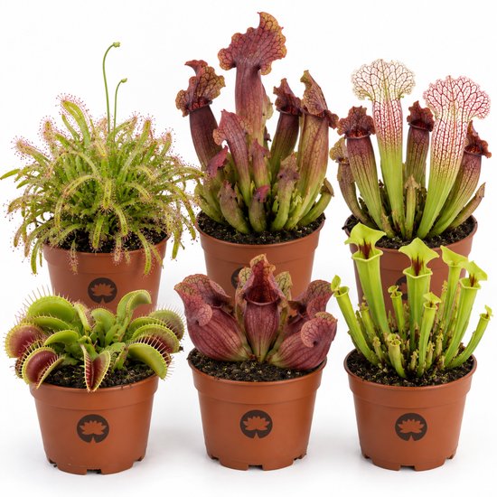 vdvelde.com - Set van 6 vleesetende planten - Vliegenval, Sarracenia & Zonnedauw - Ø 9 cm, hoogte ca. 15 cm - Vleesetende kamerplanten tegen insecten