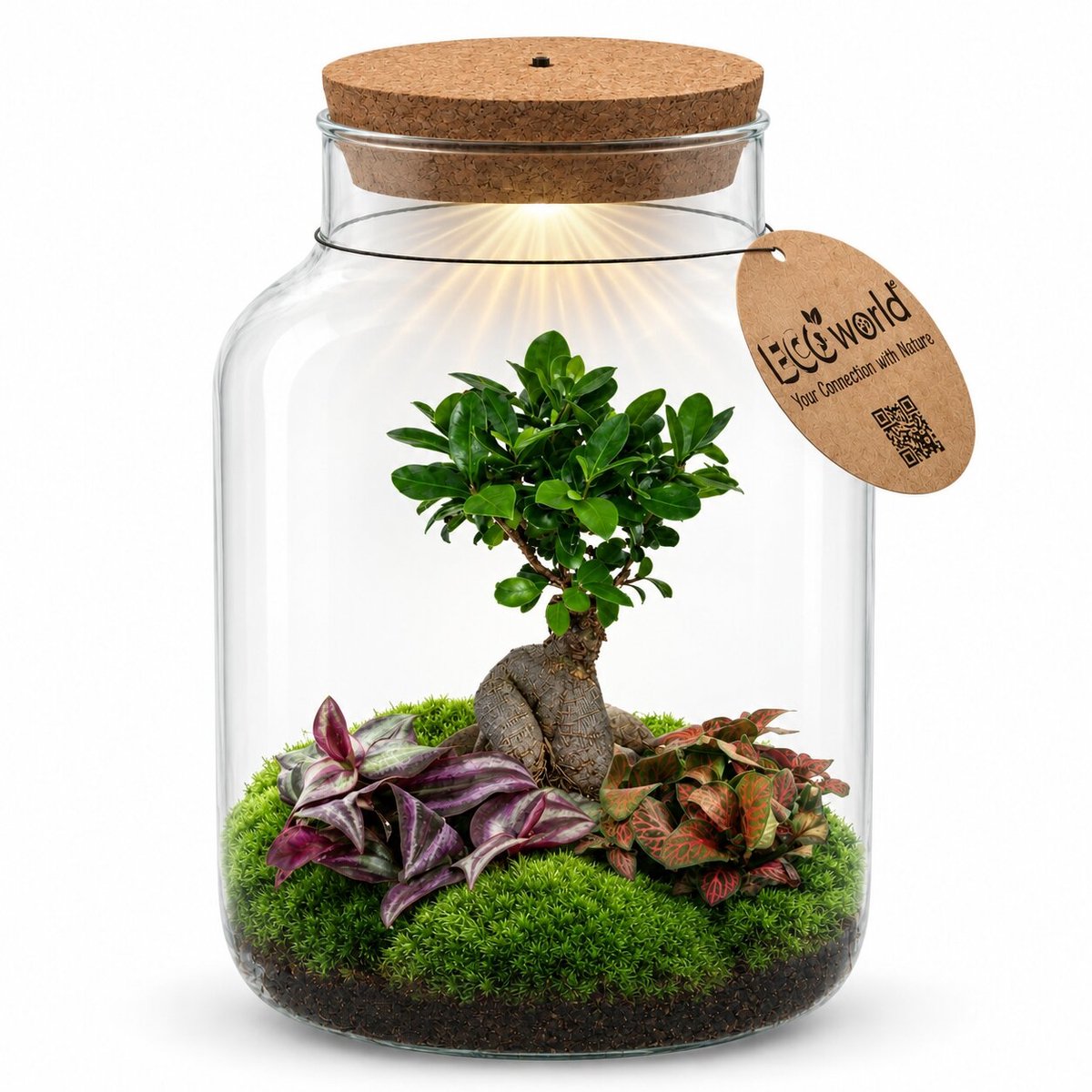 vdvelde.com - Bonsai Terrarium XL - Bonsai Boom - Kamerplant - Inclusief Pot - Cadeau Set - Indoor - Decoratief - Verzorgingsset