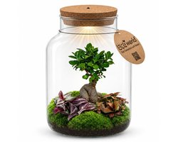 vdvelde.com - Bonsai Terrarium XL - Bonsai Boom - Kamerplant - Inclusief Pot - Cadeau Set - Indoor - Decoratief - Verzorgingsset