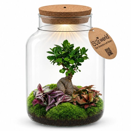 vdvelde.com - Bonsai Terrarium XL - Bonsai Boom - Kamerplant - Inclusief Pot - Cadeau Set - Indoor - Decoratief - Verzorgingsset