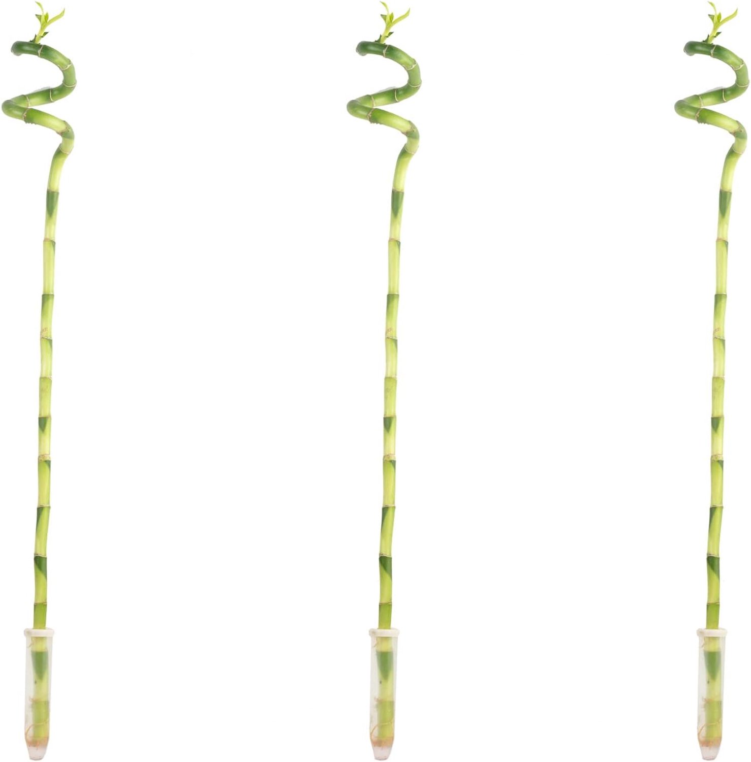 Dracaena Sanderiana, set of 3, lucky bamboo, spiral, height approx. 50 cm, pot Ø 5 cm - ShopVlot