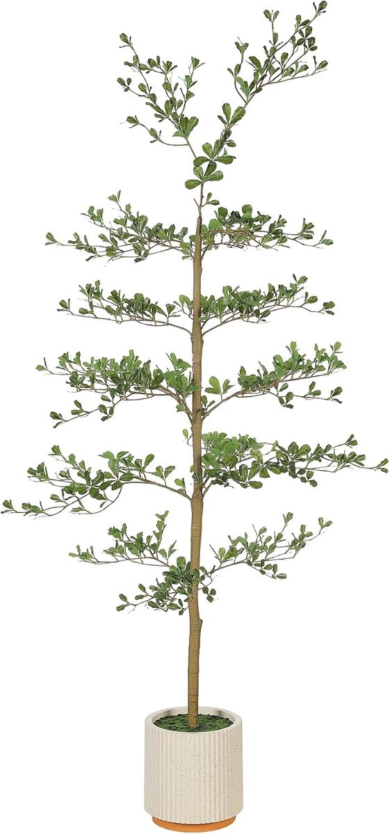 Zwarte olijfboom 6ft, schaduwrijke dame faux boom