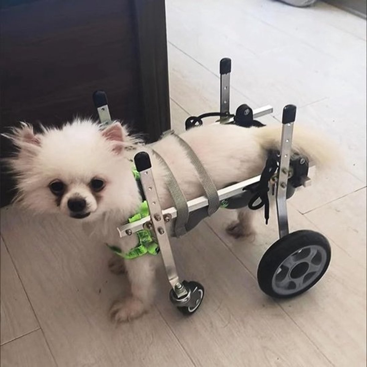 Honden Rolstoel - Mobiliteitshulp Huisdier - Ondersteuning Lopen - Verstelbaar en Lichtgewicht - XXS-L - Zilver