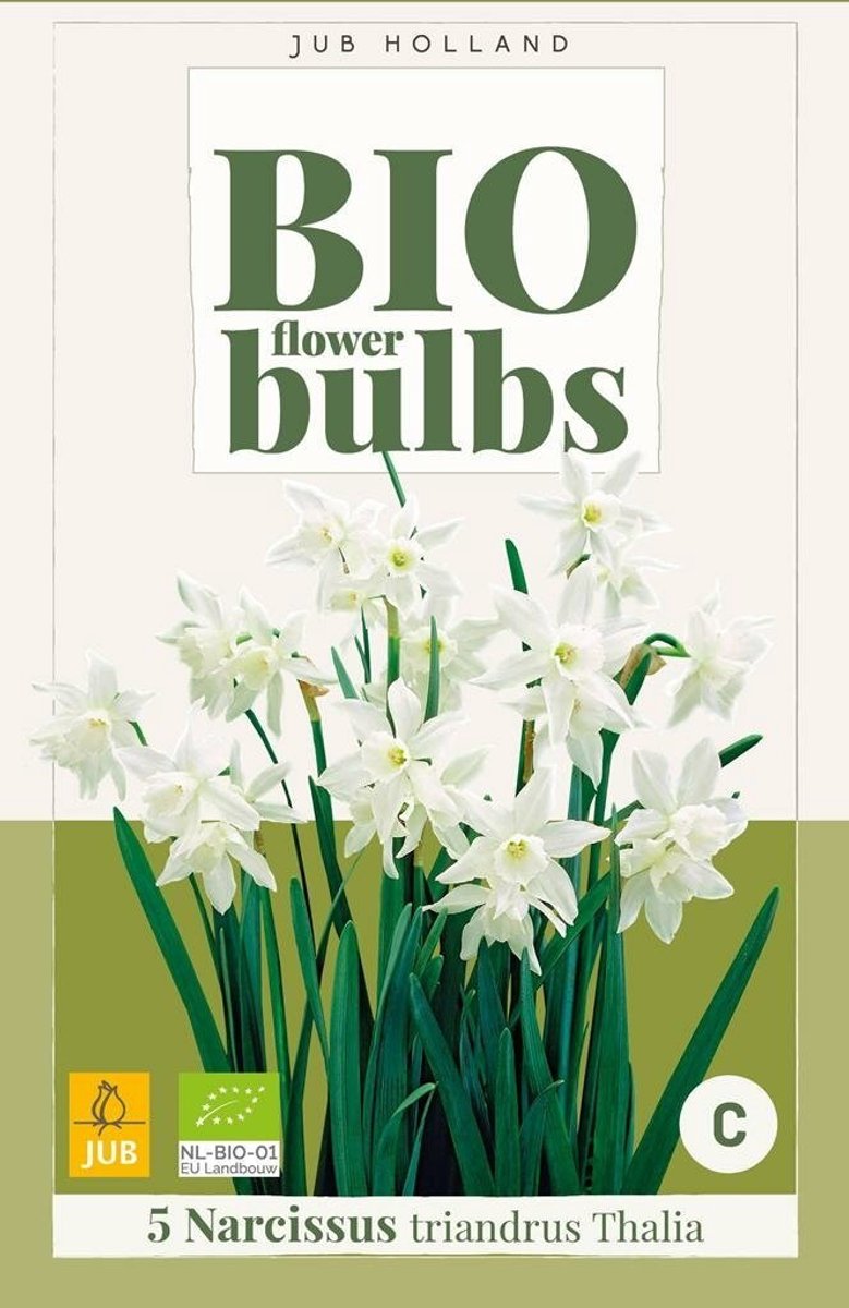 Narcissus triandrus thalia 5st JUB