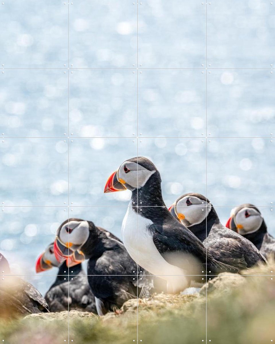IXXI Puffins, Henrike Schenk - 80 x 100 cm - Gratis ophangtool - Grote wanddecoratie en posters - Naturalisme, Fotografie, Kleurrijk, Woonkamer