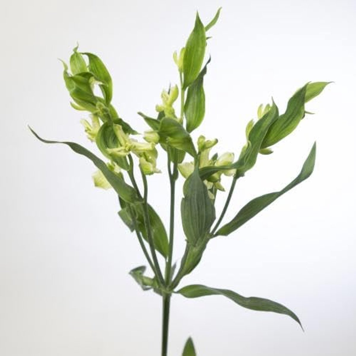 10x Alstroemeria jade 70cm