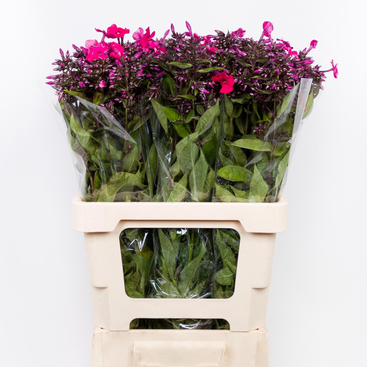 20x Phlox tracy 60cm