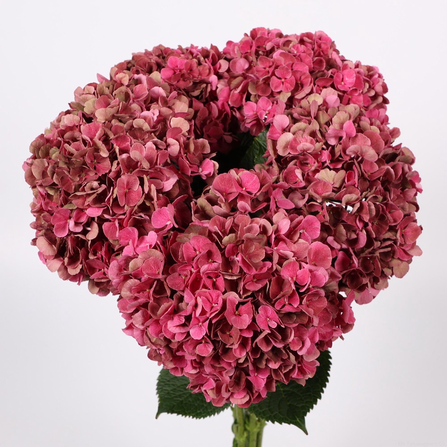 10x Hydr.mag.pink ruby classic 80cm