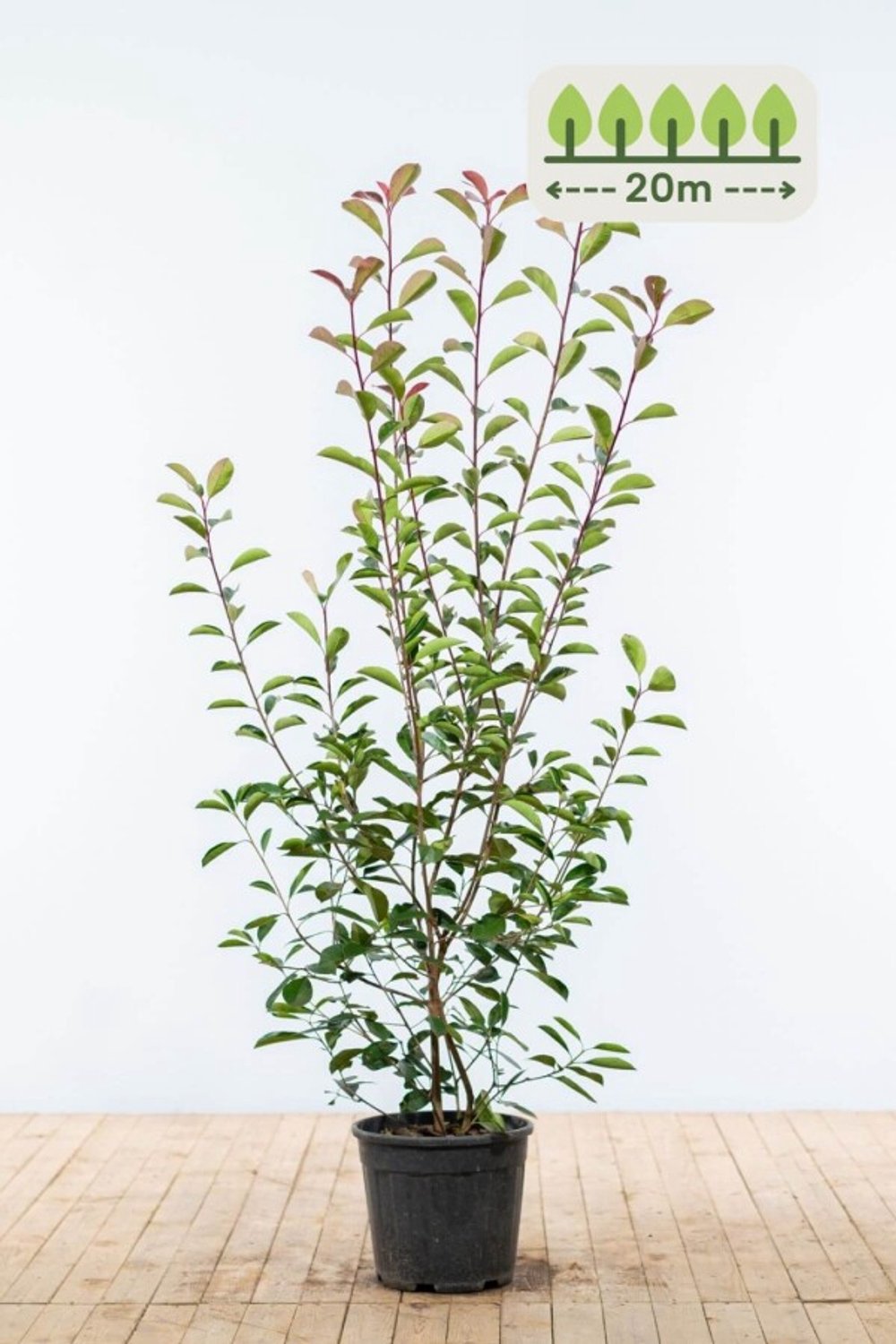 Photinia fraseri 'Red Robin' 150-175 cm voor 20 meter - 40st. Photinia fraseri 'Red Robin'