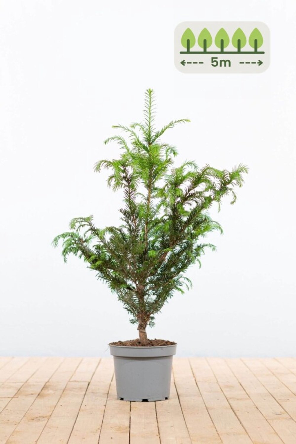 Taxus Baccata 60-80 cm voor 5 meter - 15st. Taxus baccata