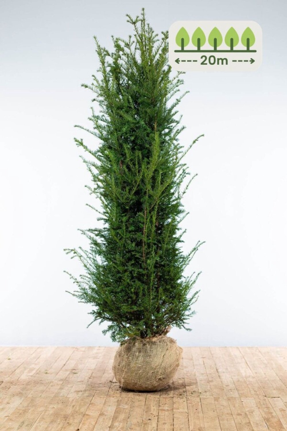 Taxus Baccata 200-225 cm voor 20 meter - 40st. Taxus baccata