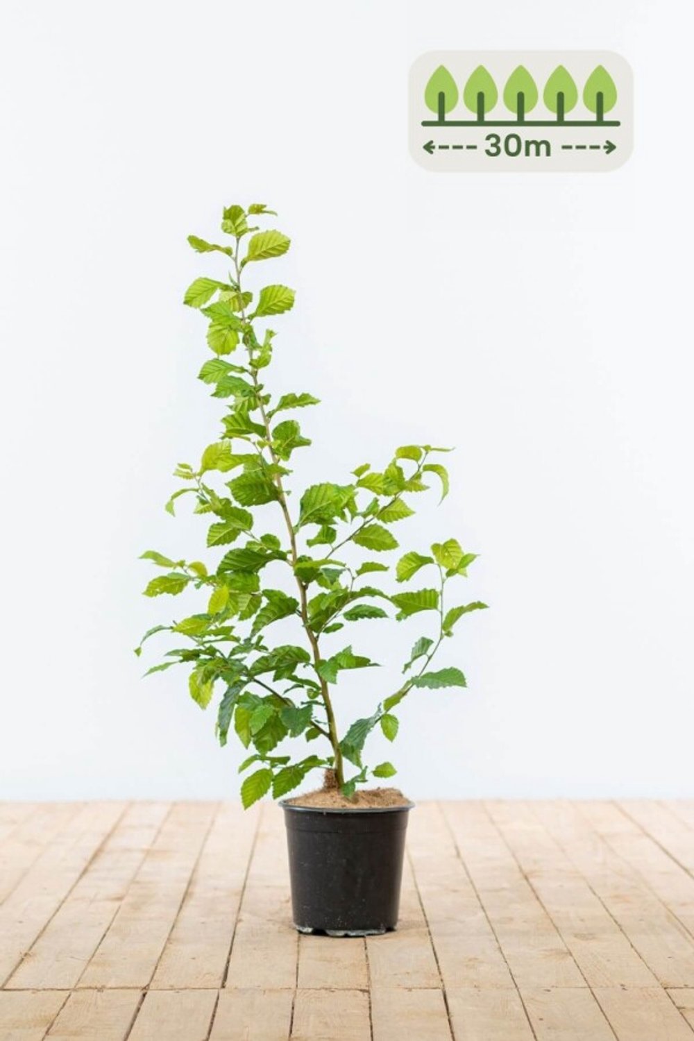 Haagbeuk 60-80 cm voor 30 meter - 150st. Carpinus betulus