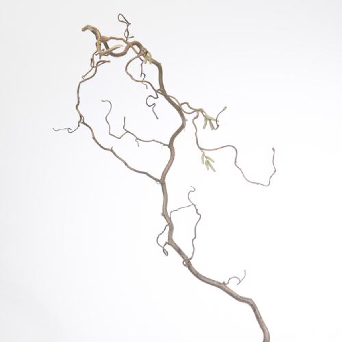 30x Tk corylus 80cm