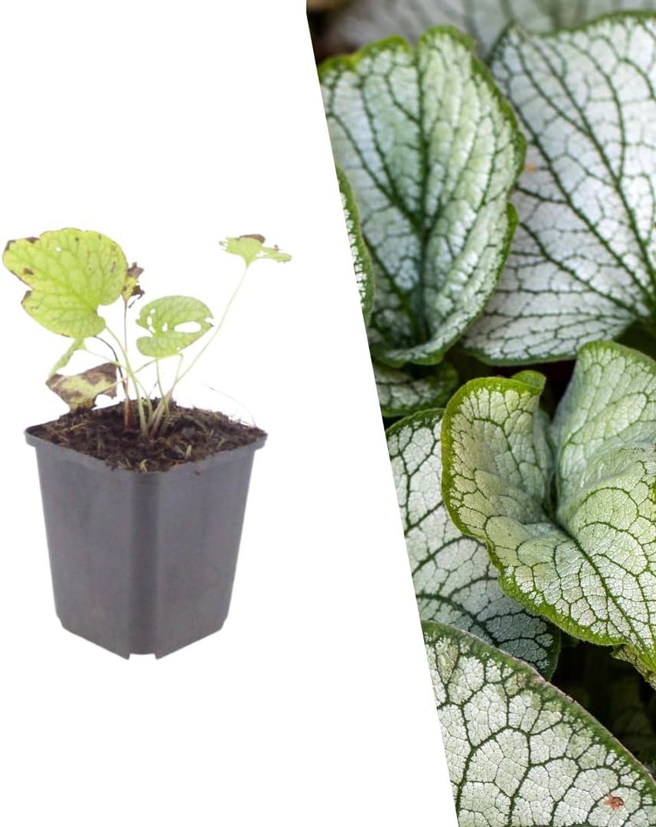 By Frank 24x Brunnera Macrophylla Jack Frost, Ø 9 cm