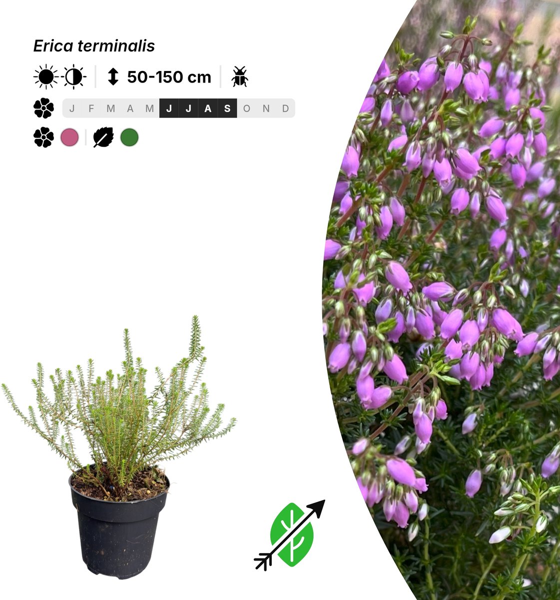 Singleplants - 20x Erica terminalis - Pot P9,5 - winterhard tot -12°C