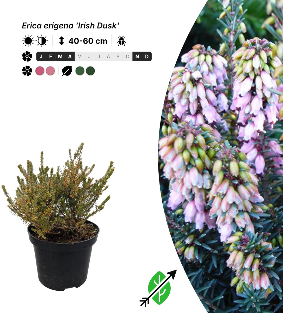Singleplants - 12x Erica erigena 'Irish Dusk' - Pot C1.5 - winterhard tot -15°C
