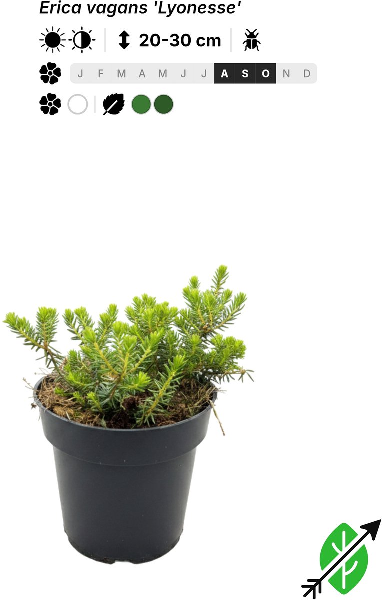 Singleplants - 20x Erica vagans 'Lyonesse' - Pot P9,5 - bodembedekker - in bloeiperiode