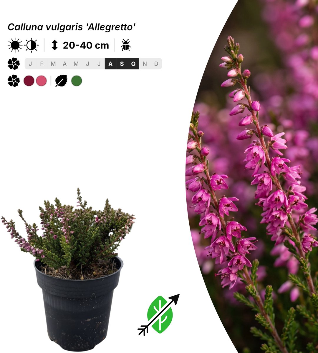 Singleplants - 6x Calluna vulgaris 'Allegretto' - Pot P9,5 - bodembedekker - in bloeiperiode