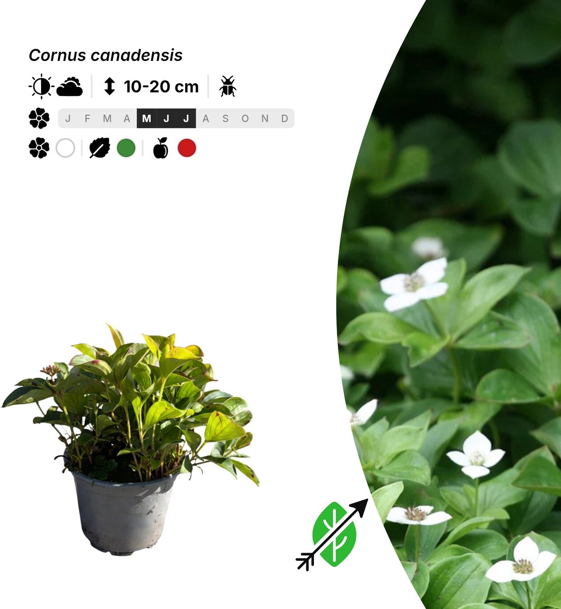 Singleplants - 20x Cornus canadensis - Pot P10,5 - bodembedekker - winterhard tot -40°C