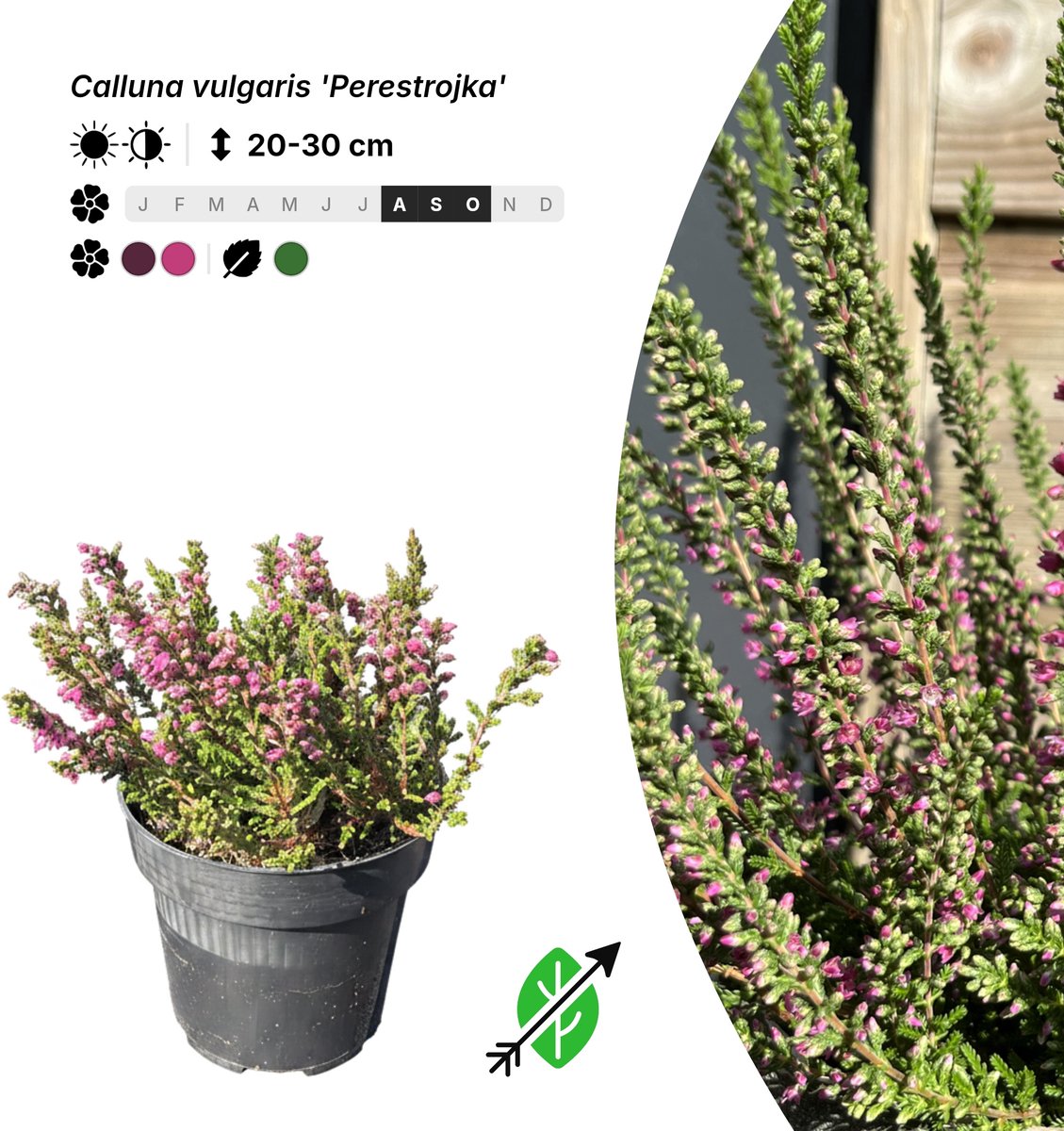 Singleplants - 10x Calluna vulgaris 'Perestrojka' - Pot P9,5 - bodembedekker - in bloeiperiode