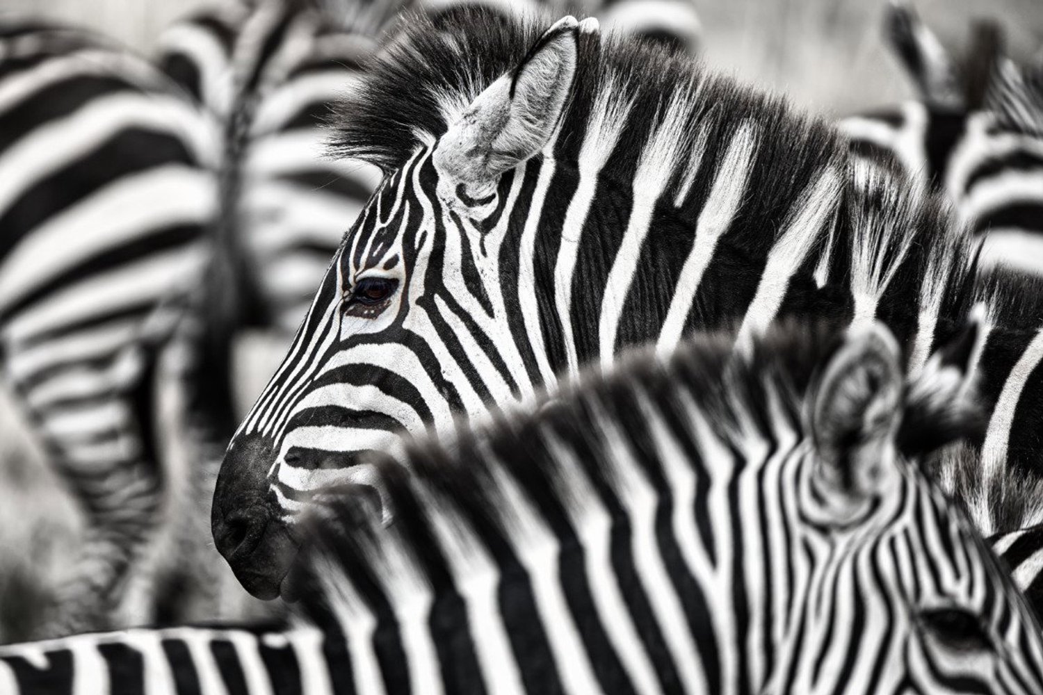 Vgdesign Zebra's zwart wit 70x50 tuinposter banner VGDesign onbekend