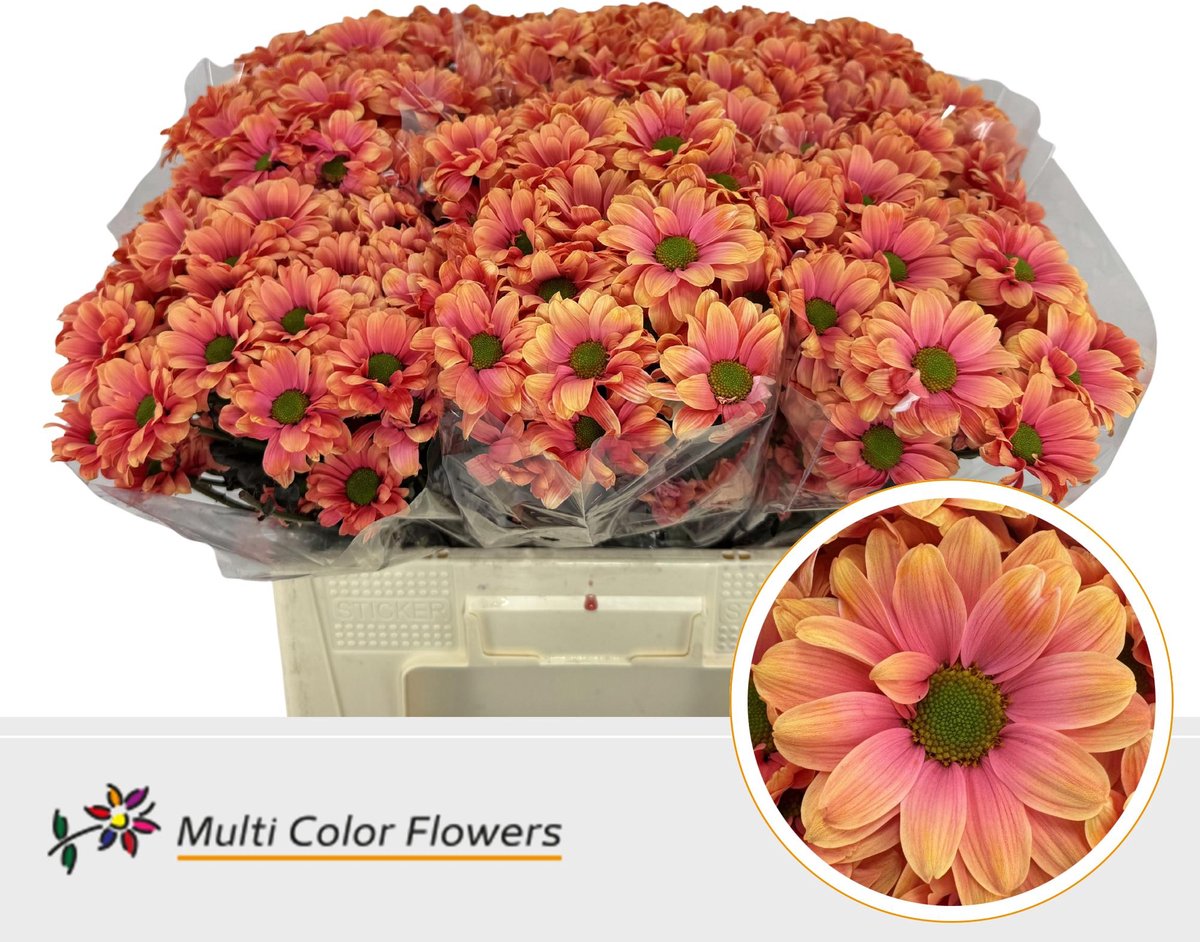 10x Chrysant overig 60cm