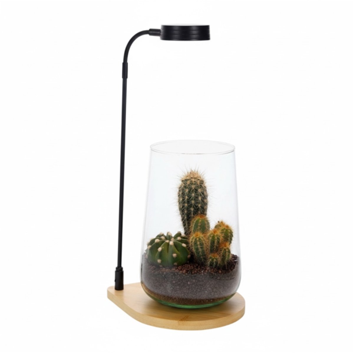 Cactus Deline met Bamboe plateau led lamp | kant en klaar geleverd | bureau lamp met echte cactus | Open terrarium met cactus