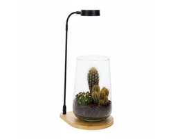 Cactus Deline met Bamboe plateau led lamp | kant en klaar geleverd | bureau lamp met echte cactus | Open terrarium met cactus