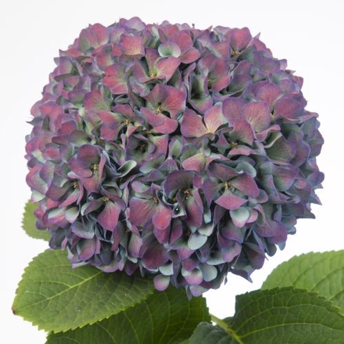 10x Hydr.pimpernel classic 80cm