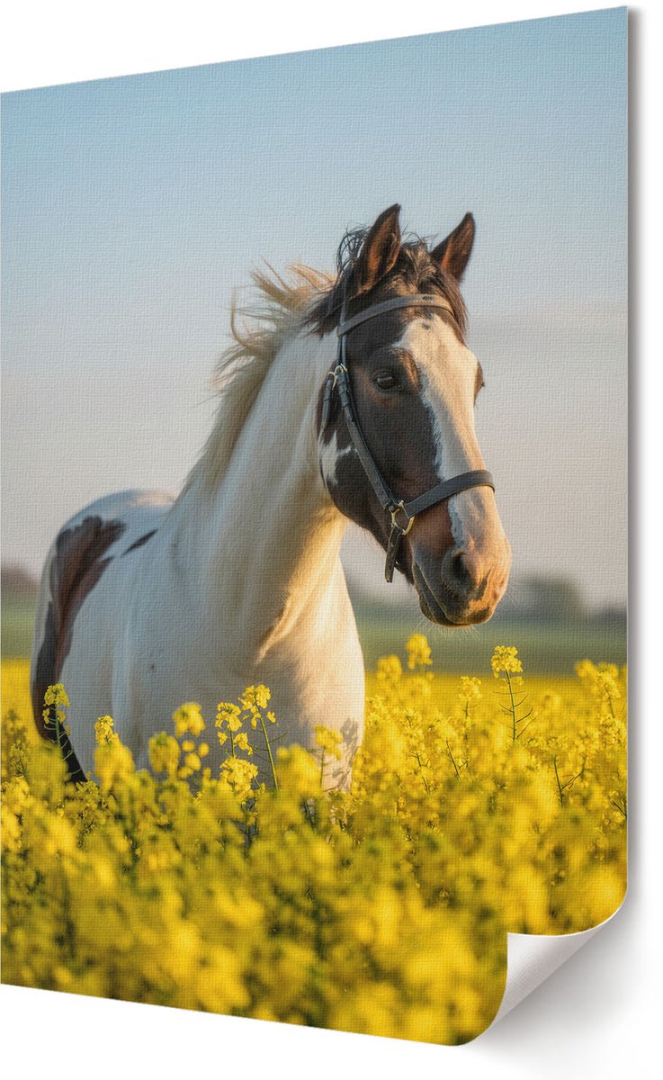 Coloray Canvas Poster Polycanvas - Een Paard In Een Veld, Fotografie - 420 x 594 - Geel Decoratie - Rechthoek - Decoratieve poster - Woonkamer, Slaapkamer, Kantoor - Klassiek