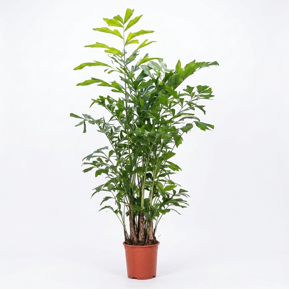Bloomique - Caryota Mitis - Vissenstaartpalm - Palm - Kamerplanten - Luchtzuiverend - Gemakkelijk in onderhoud - Hoogte 130-140 cm - Pot 27 cm