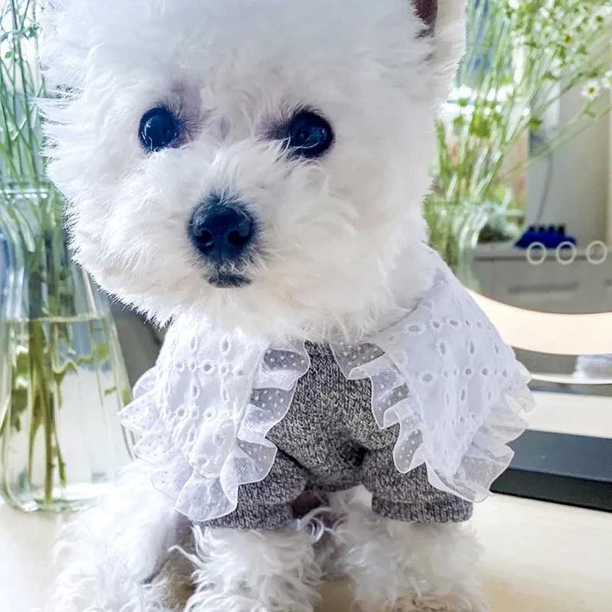 Grote Kanten Kraag Kleine Hondenjas Winter Warme Huisdier Kleding voor Chihuahua Sweatshirt Puppy Kat Trui Honden Huisdieren Kleding