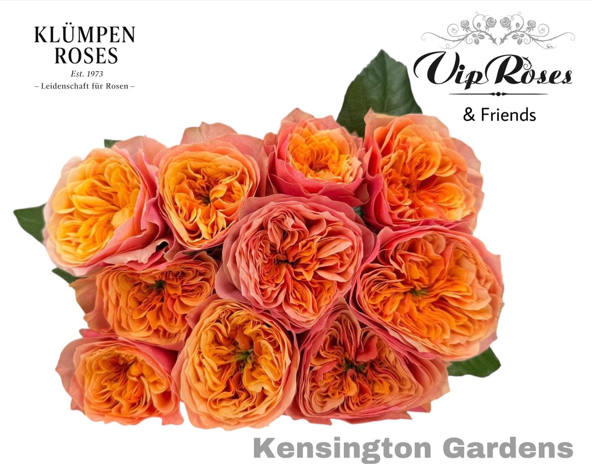 10x Rosa kensington gardens! 60cm