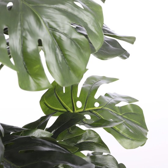 Grote, donkergroene Monstera bladeren met kenmerkende gaten, tegen een witte achtergrond.