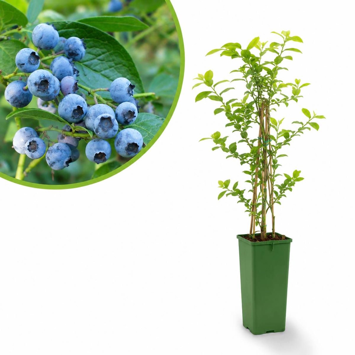 Blauwe Bes Goldtraube – Vaccinium corymbosum – Zoete Blauwe Bessen