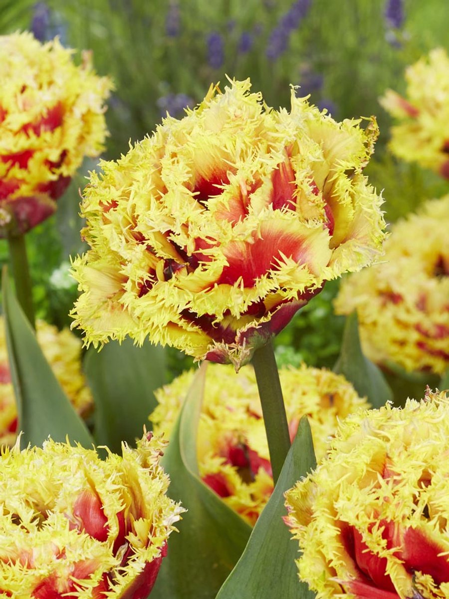 10x Tulpen 'Baroque fire' - BULBi® Bloembollen met bloeigarantie