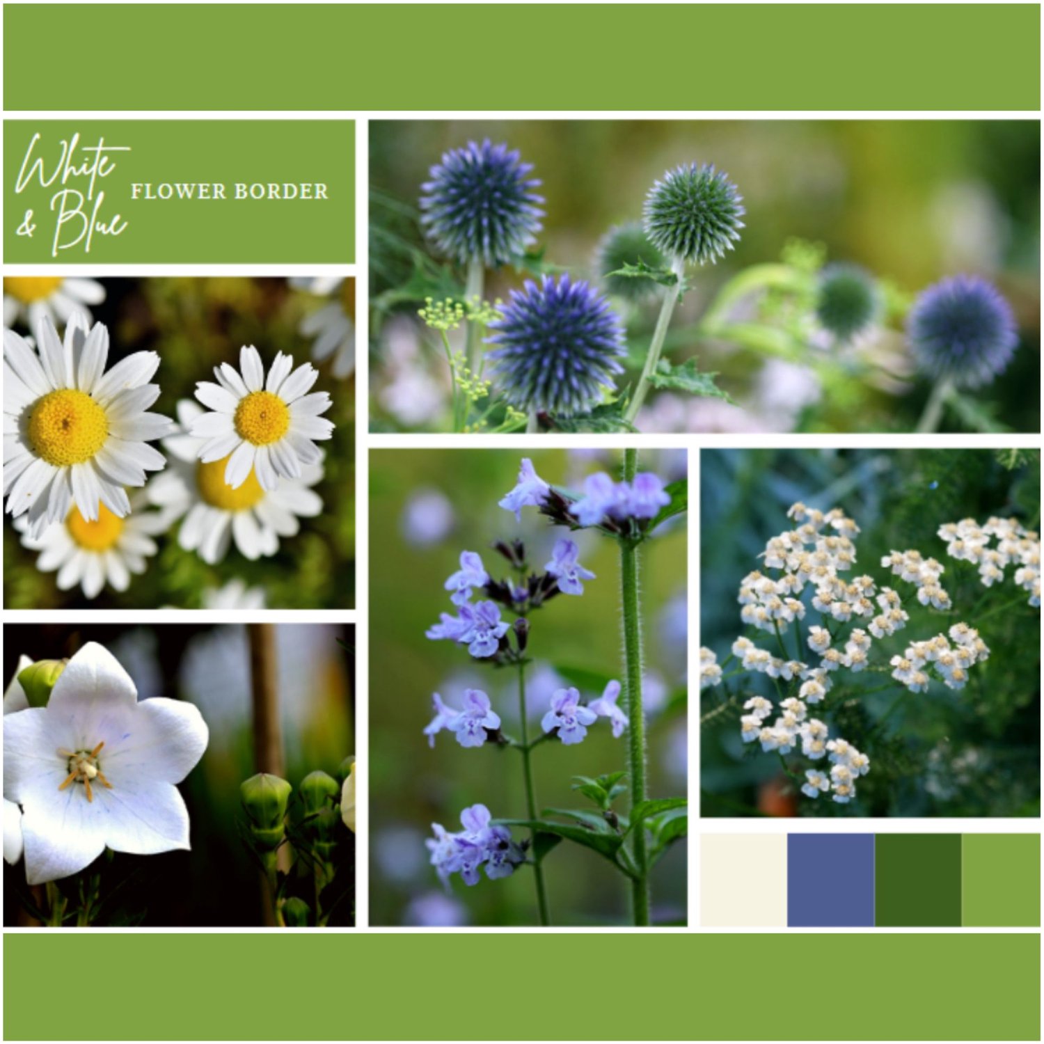 Borderpakket Wit en Blauw (12 planten: 2m²) - Bijen-Vlinders - Snijbloemen - Vaste planten - bloeit in Juni / Juli / Augustus / September